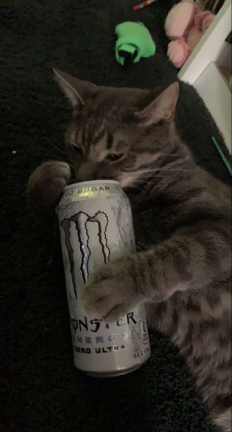 Cat With Monster Energy, Monster Drink Pfp, Monster Energy Pfp, Monster Energy Drink Aesthetic, Monster Drink Aesthetic, Monster Pfp, Monster Energy Aesthetic, Monster Energy Drinks, Monster Aesthetic