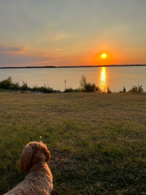 Vision Board Dog, Goldendoodle Aesthetic, Sophia Aesthetic, Cream Dachshund, Vision Board Pics, Board Pictures, Vision Board Images, Vision Board Pictures, Mini Goldendoodle