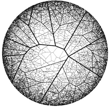 Voronoi Pattern, Voronoi Diagram, Fractal Images, Dragonfly Wings, Fractal Patterns, Geometry Art, Circular Pattern, Generative Art, Patterns In Nature