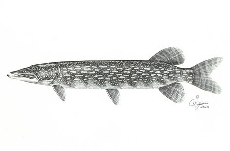 Northern Pike Drawing, Northern Pike Tattoo, Pike Fish Drawing, Pike Drawings, Pike Tattoo, April Tattoos, Pike Art, Pike Fish, Scientific Drawing