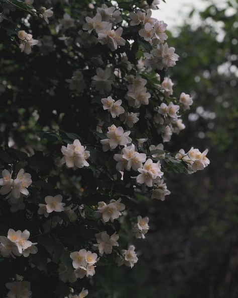 Jasmines Aesthetic, Jasmine Flower Aesthetic, Jasmine Core, Christmas Chronicles, Flower Language, Star Jasmine, Jasmine Flower, Flower Soft, Lucky Star