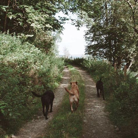 English Countryside Aesthetic, Country Dogs, Visit England, Country Living Uk, England Aesthetic, Uk English, Country Aesthetic, Farm Dogs, Country Walk