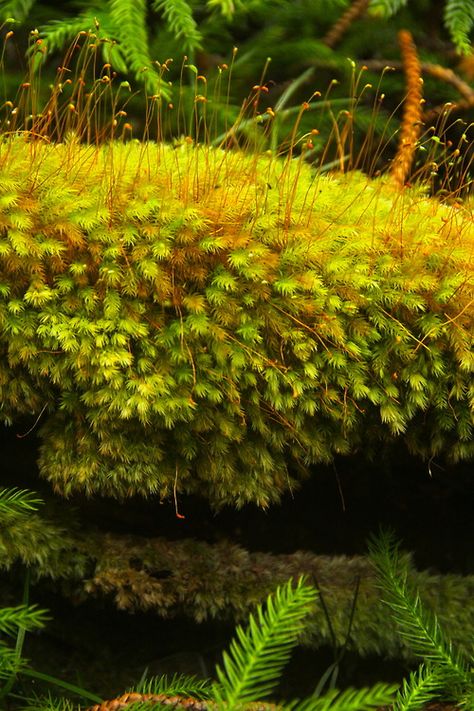 Natures Doorways Moss Photography, Lichen Moss, Moss Plant, Plant Fungus, Moss Garden, Forest Path, Nature Plants, Botany, Mother Earth