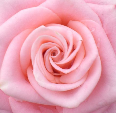 Gorgeous!!!! Rosé Close Up, Rose Pictures, Colorful Roses, Climbing Roses, Tickled Pink, Purple Roses, Yellow Roses, Love Flowers, Rose Buds