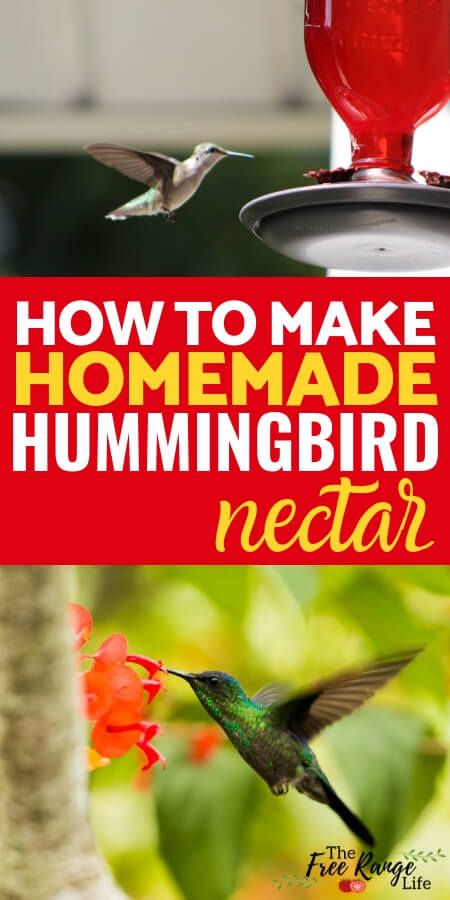 Easy Hummingbird Nectar Recipe (plus FAQ and Tips) Diy Hummingbird Nectar, Hummingbird Food Recipe Small Batch, Recipe For Hummingbird Food, Hummingbird Food Diy, Hummingbird Food Recipe, Making Hummingbird Nectar, Make Hummingbird Food, Hummingbird Mixture, Homemade Hummingbird Nectar