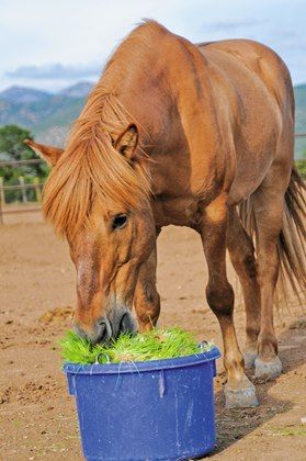 Can Fodder be Included in a Horse's Feeding Program? Feeding Horses, Fodder System, Animal Homes, Farm Management, Horse Nutrition, Feeding Program, Horse Images, Hobby Farming, Paddock Paradise