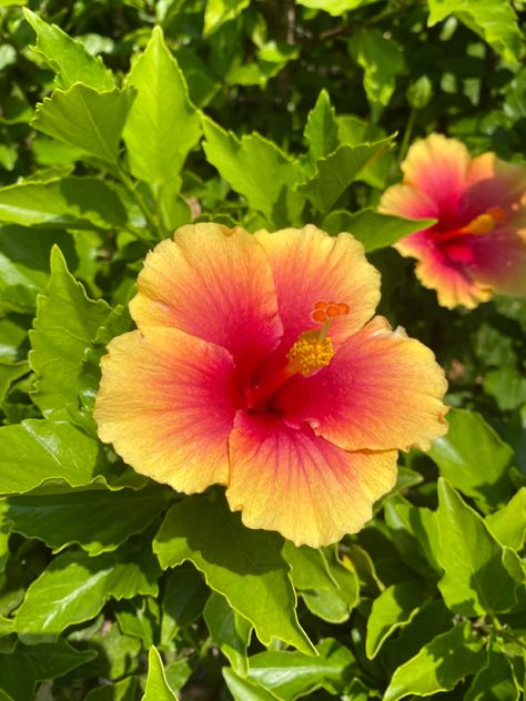 Hisbusic Flower Bouquet, Habisquis Flower, Hibiscus Pfp, Hisbusic Flower, Hibiscus Flower Aesthetic, Hibiscus Flower Wallpaper Aesthetic, Hibiscus Aesthetic, Aesthetic Hibiscus, Caribbean Flowers