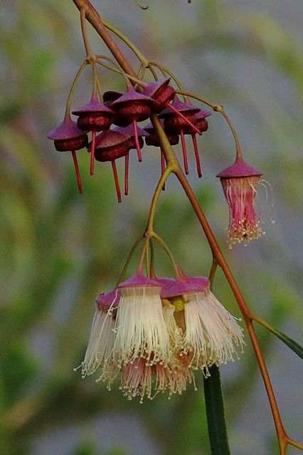 Eucalyptus synandra | charming flowers of mallee (small euca… | Flickr Kings Park Perth, Australian Native Garden, Australian Wildflowers, Weird Plants, Australian Flowers, Australian Native Flowers, Plant Fungus, Australian Plants, Australian Native Plants