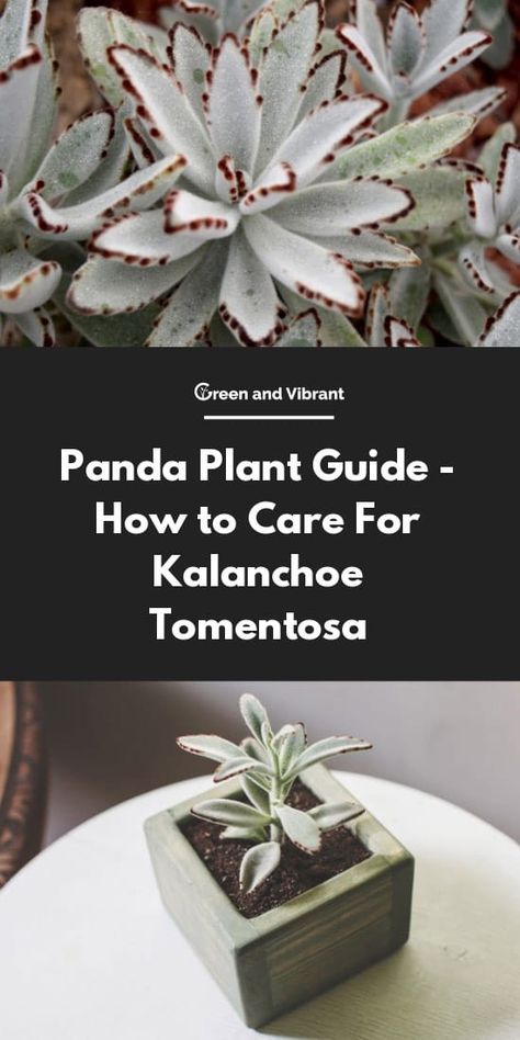 Panda Plant Care, Panda Succulent, Panda Plant, Cactus House Plants, Snake Plant Care, Succulent Garden Indoor, Succulent Gardens, Propagating Succulents, Succulent Soil