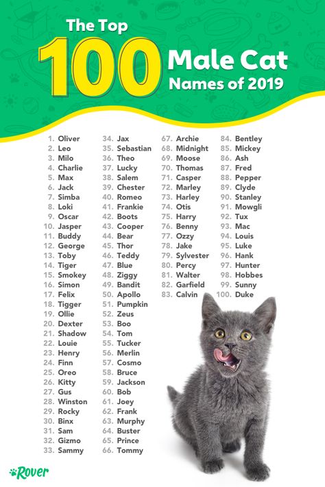 The results are in! These are the top male cat names of 2019. As the world’s largest network of pet sitters and dog walkers and leading cat name experts, we can’t wait each year to dig into our database of over a million pets to determine which names are leading the pack. Male Cats Name, Name Cat Ideas, Good Cat Names, Cute Cats Names, Male Cat Names Unique, Cat Names Boy, Cute Kitten Names, Cat Names Ideas, Cat Names Male