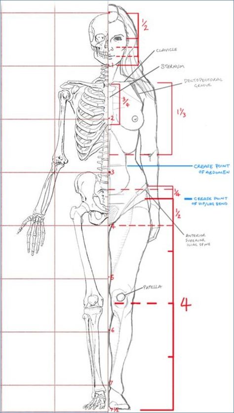 John Hartman Illustration. Artistic Anatomy. Dr. Paul Richer Skeletal Study. 7 1/2 Head Proportion Study. Female Figure Study Added. #ArtStudy #ArtAnatomy #HumanProportion #Proportion #Skeleton #Hartman #FigureStudy #HumanBody #ArtLesson #ArtClass Female Figure Proportions, Female Skeletal Anatomy, 7 Heads Proportion, Female Figure Study, Female Skeleton Anatomy, Woman Proportions, Skeleton Proportions, Female Anatomy Study, Female Head Anatomy