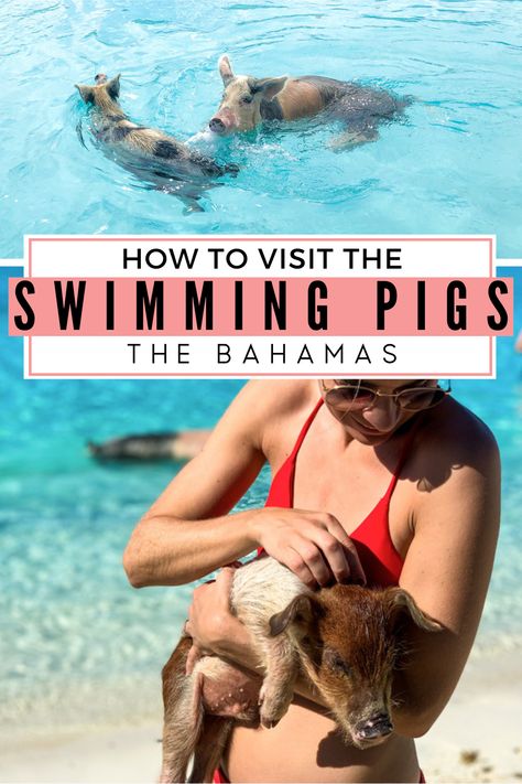 Swimming Pig Island in the Bahamas Exuma Cays is the top things to do in Bahamas. Fly to Staniel Cay to visit the Exuma Pigs and Pig Beach. Day Trip from Nassau to Exuma by Plane with Bahamas Air Tours #pigisland #pigbeach #exuma. One of a kind bucket list activity to go Swimming With Pigs in Bahamas. Looking for what to do in Nassau or Nassau Atlantis? Take an Exuma Excursion to Swimming Pigs Island. Pig Beach Bahamas, Exuma Pigs, Atlantis Resort Bahamas, Bahamas Travel Guide, Swim With Sharks, Pig Island, Pig Beach, Bahamas Honeymoon, Freeport Bahamas