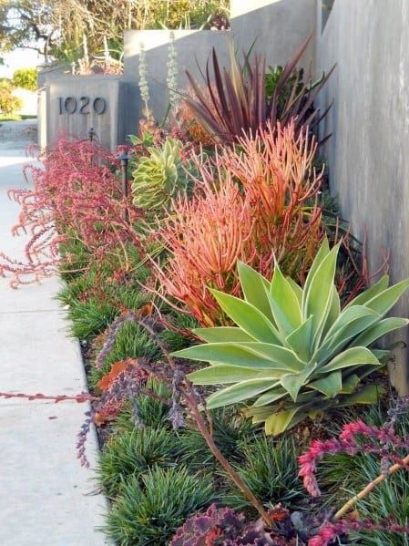 Top 70 Best Desert Landscaping Ideas - Drought Tolerant Plants Drought Tolerant Landscape Front Yard, Drought Resistant Landscaping, Xeriscape Landscaping, Succulent Landscape Design, Drought Tolerant Garden, Succulent Garden Design, Drought Tolerant Landscape, Succulent Landscaping, Front Landscaping