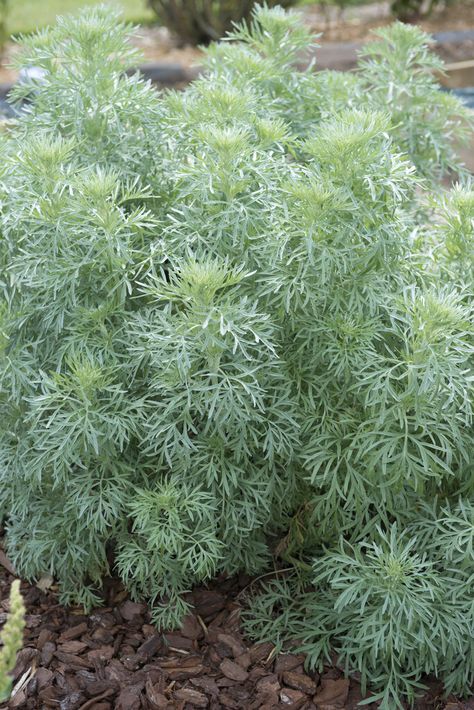 Artemesia Wormwood, Lunar Garden, Wormwood Plant, Garden Homestead, Artemisia Absinthium, Silver Plant, Ground Covers, Modern Mediterranean, Wild Garden