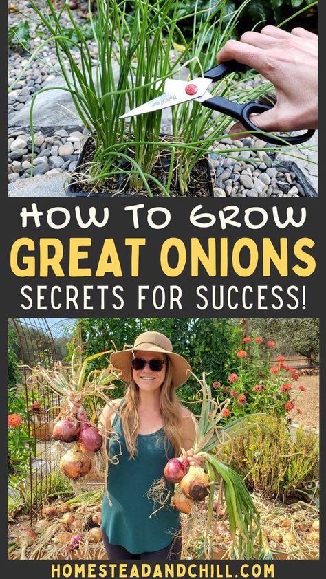 Onions are fun and easy to grow, once you know how! Come learn everything you need to know to grow onions, with tips from seed to harvest, choosing the best varieties for your location, curing or preserving onions and more. #growonions #gardentips #garden #onions Preserving Onions From The Garden, How To Plant Onions From Onions, Planting Onions From Onions, How To Grow Onions, Preserving Onions, Harvesting Onions, How To Plant Onions, When To Harvest Onions, Garden Onions