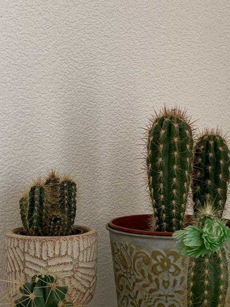 Cactus Aesthetic Vintage, Cactus Plants Aesthetic, Cacti Aesthetic, Plantmom Aesthetic, Aesthetic Cactus, Cactus Aesthetic, Small Cactus Plants, Aesthetic Plant, Plant Cactus