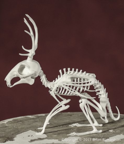 Wolpertinger Skeleton on Behance Rabbit With Antlers, Skull Reference, Grainy Texture, Animal Skeletons, 3d Cnc, Mythical Creature, Leather Paint, Artist Signatures, Animal Skulls