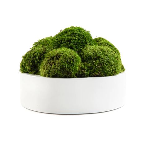 Moss Round Pot — Domani Home Moss Planter, Boxwood Plant, Moss Plant, Home Floral Arrangements, Moss Garden, Preserved Moss, Creative Display, Pillows Flowers, Dining Areas