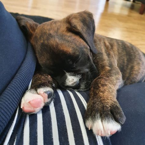 Sleeping brindle boxer puppy - 7 weeks and 4 days old. Brindle Boxer Dogs, Brindle Boxer Puppies, Boxer Dogs Brindle, Boxer Pup, Boxer Breed, Brindle Boxer, Dog Carrier Sling, Going On An Adventure, Pet Sling