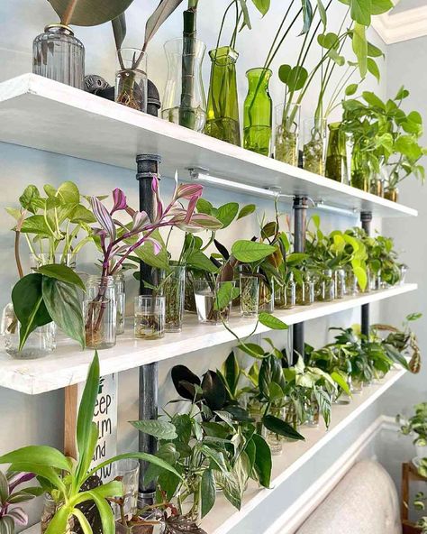 Propagation Wall, Easy Herbs To Grow, Best Grow Lights, Plant Mama, Indoor Greenhouse, Grow Room, Growing Plants Indoors, Indoor Herb Garden, House Plants Decor