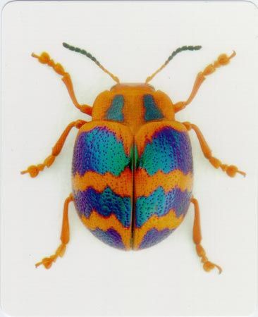 Cores lindas. Christopher Marley, Leaf Beetle, Cool Insects, Beetle Insect, Cool Bugs, Bug Art, Beetle Bug, Blue Beetle, Beautiful Bugs