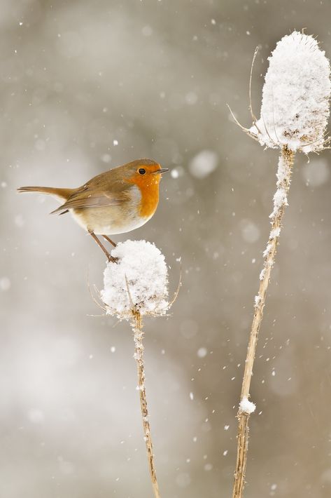 Robin (Erithacus rubecula) on teasel in snow | Phil Winter | Flickr Robin In The Snow, Robin In Snow, Birds In Snow Photography, Winter Images Nature, Winter Photography Nature, Snow Animals, Beautiful Winter Scenes, Snow Photography, Painting Snow