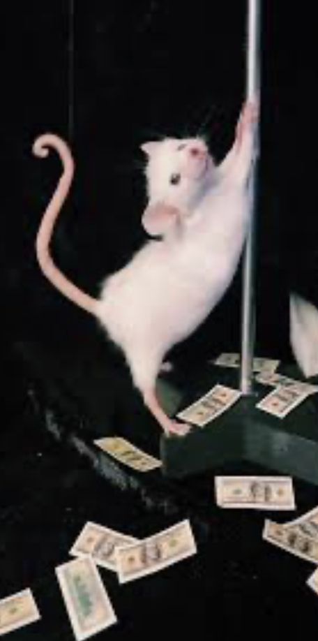 Next is hair inspo Rat On A Pole, Cursed Animal Photos, Dressed Up Animals, Rat Dancing On Pole, Wierd Profile Picture, Rat Princess, Rat Dancing, Party Rat, Crochet Toy Story