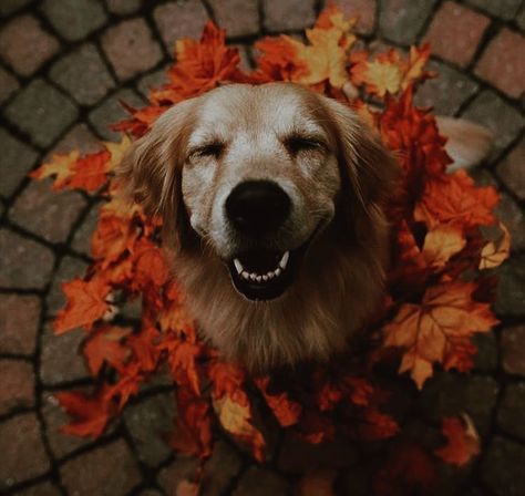 Golden Retriever Autumn Aesthetic, September October November December, October November December, Fall Board, Witches Halloween, Orange Coffee, Pretty Animals, Fall Pictures, Autumn Aesthetic