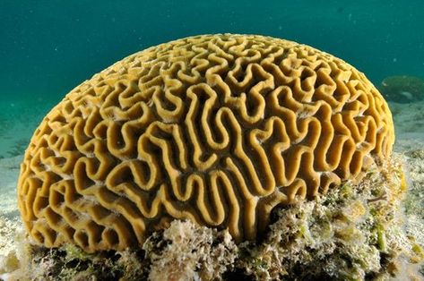 Image result for brain coral Coral Texture, Coral Painting, Hard Coral, Brain Coral, Grace Bay Beach, Grace Bay, Coral Art, Sea Anemone, Coral Design