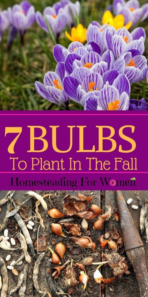 Fall Bulb Planting, Plant In Fall, Crocus Bulbs, Fall Bulbs, Crocus Flower, Flower Bulbs, Garden Bulbs, Spring Bulbs, Fall Plants