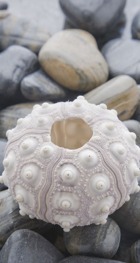 * Sea Shell Photography, Sea Shell Texture, Urchin Shell, Foto Macro, Sea Urchin Shell, Sea Urchins, Ocean Treasures, She Sells Seashells, Sea Urchin