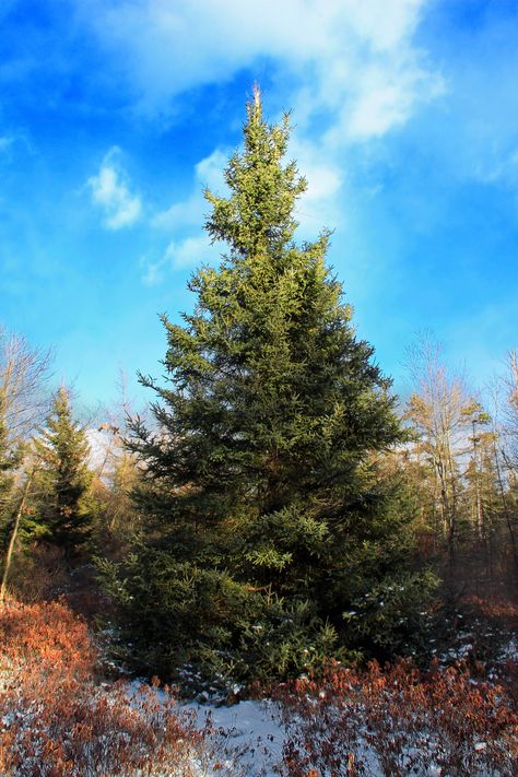 https://flic.kr/p/dPrm4J | Pinchot Trail (6) | Balsam fir (Abies balsamea), black spruce (Picea mariana), and wetland vegetation in Balsam Swamp, Pinchot State Forest, Lackawanna County.  Balsam Swamp is one of many high-elevation boreal conifer bogs on the Pocono Plateau. Trees not common to Pennsylvania—balsam fir, tamarack, black spruce, and others—thrive here. Abies Balsamea, Balsam Fir Tree, Lifestyle Block, Balsam Tree, Plant Kingdom, Black Spruce, Norway Spruce, Boreal Forest, Balsam Fir