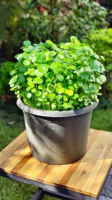 𝑻𝒉𝒆 𝑮𝒂𝒓𝒅𝒆𝒏𝒆𝒓 𝒃𝒚 𝑭𝒂𝒚𝒂𝒔 on Instagram: "Propagating Pennywort Plant : Pennywort Potting mix Bottom layer - cowdung Top layer - sand or soil 🔸 Treat this plant like water Lilly, plant it in a pot with no hole and filled with water. 🔸 Provide direct morning sunlight. #pennywort #waterplant #watergarden #pennywortplant" Pennywort Plant, Shady Garden, Morning Sunlight, Water Lilly, Water Waste, Living Art, Water Plants, Backyard Ideas, Water Garden