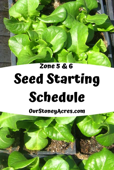 Seed Starting Schedule Zone 6, Gardening In Zone 6, Zone 5 And 6 Gardening, Zone 5 Garden Layout, Perennial Herbs In Zone 6, Zone 5 Vegetable Gardening, Zone 5 Seed Starting Calendar, Zone 6a Planting Schedule, Zone 6 Seed Starting Chart