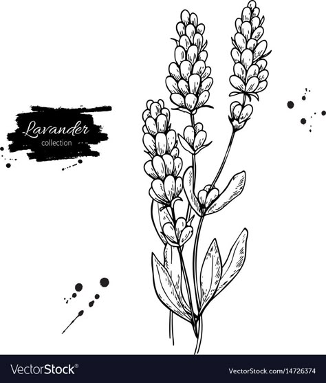 Lavender Sketch Simple, Lavander Drawings Simple, Lavender Drawing Simple, Lavender Line Drawing, Lavender Template, Lavender Sketch, Draw Lavender, Wild Sketch, Lavender Drawing