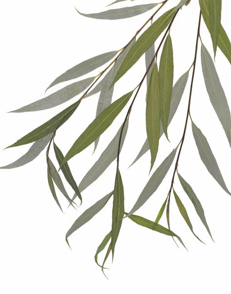 Weeping Willow Tree Leaves, Weeping Willow Leaves, Weeping Willow Branch, Willow Tree Leaves, Willow Tree Branch, Willow Leaves, Tree Prints, Forest Leaves, Weeping Willow Tree