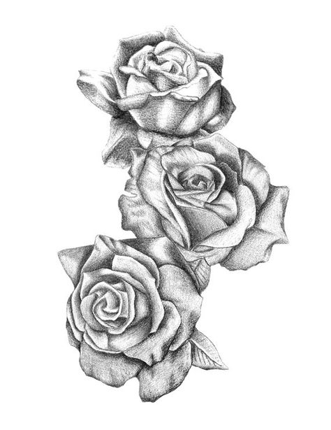 Back to School Teachers Gift Rose Sticker by WhyHelloSunshine Rose Drawing Tattoo, Rose Tattoo Sleeve, Three Roses, Dibujos Tattoo, Tattoo Zeichnungen, Rosen Tattoo, Rose Tattoo Design, Rose Drawing, Roses Drawing