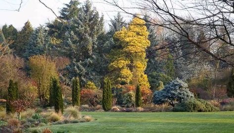 Gardening with conifers Backyard Hedge, Leyland Cypress Hedge, Bressingham Gardens, Garden Shapes, Picea Pungens Glauca, Cabin Landscape, Conifers Garden, Picea Pungens, Leyland Cypress