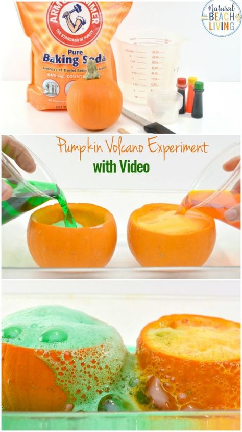 Kids love hands-on Science Activities, and Pumpkin Science Experiments are perfect for a fall theme,This Pumpkin Volcano is an awesome exploding pumpkin experiment for preschoolers, Add this Pumpkin Science to your Kids Science Table or Pumpkin Lesson Plans #pumpkin #scienceforkids #preschool #kindergarten #science #pumpkinactivities #fallactivities Pumpkin Science Activities For Preschool, Fall Toddler Science Activities, Fall Science Table Preschool, Volcano Pumpkin Experiment, Pumpkin Theme Lesson Plans, Fall Show And Tell Ideas For Kids, Science Pumpkin Activities, Pumpkin Experiments For Preschool, Fall Science Projects For Preschool