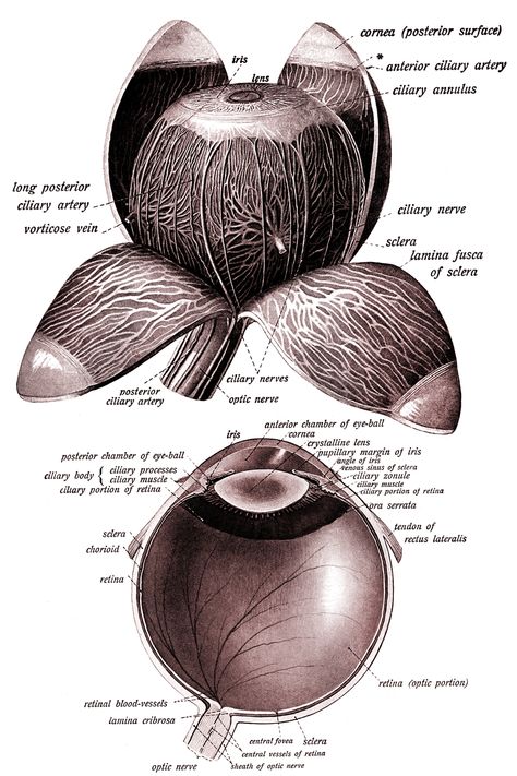 Anatomy of the Eyeball ~ Karen's Whimsy Eye Diagram Anatomy, Eyeball Anatomy, Eye Diagram, Common Wildflowers, Goddess Of Egypt, Ancient Egyptian Architecture, Tulip Drawing, Eye Anatomy, Ancient Egypt Gods