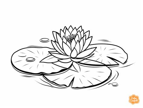 illustration of Lily-pad coloring page for download Waterlily Sketch, Lilly Pad Drawings, Lillypads Drawing, Waterlily Drawing, Lily Pad Drawing, Line Drawing Tattoos, Mandala Turtle, Simple Sketches, Flower Outline