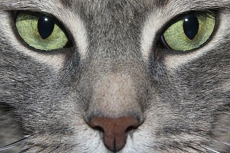 Free stock photo: Cat, Green Eyes, Cat Eye, Animal - Free Image on ... Cat Green Eyes, Cat Eye Colors, Cats Eyes, Rare Cats, Cat Sitter, Reference Pics, Cat Selfie, Kitten Lover, Hairless Cat