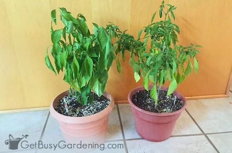 Growing peppers indoors in winter Jalapeno Plant, Hot Peppers Plants, Bell Pepper Plant, Growing Food Indoors, Growing Peppers, Pepper Plant, Overwintering, Plant Growing, Pepper Plants