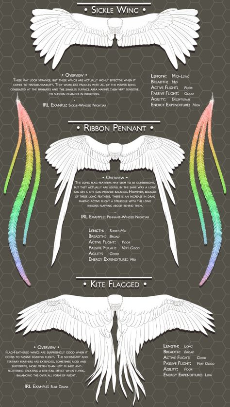 scribbly-blue-hearts:   Blue’s Feathers and Wings... -                                         How to Art Human Avian, Winged Characters, Monster Anatomy, Vtuber Inspiration, Wings Reference, Wing Anatomy, Wing Shapes, Types Of Wings, Creature Creation