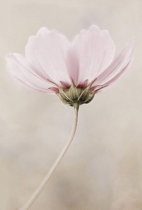 Una Lady italiana In The Middle, The Middle, Pink, White