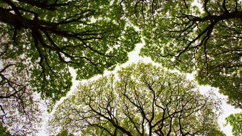 1920x1080 desktop wallpaper for tree Crown Shyness, Tree Desktop Wallpaper, Cumbria England, Forest Grove, Forest Light, Temperate Rainforest, Tree Canopy, Fantasy Drawings, Rare Species