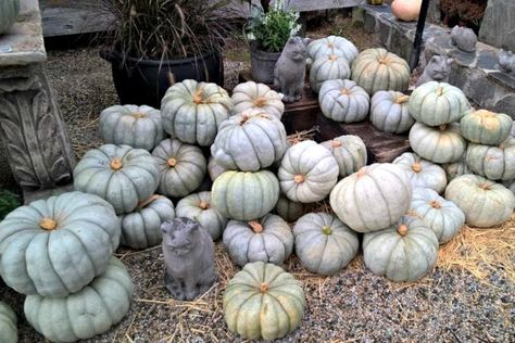 The Ultimate Guide to Pumpkin Types and Varieties: Ghostly White Pumpkins Pumpkin Types, Domestic Science, Heirloom Pumpkins, White Pumpkin Centerpieces, Types Of Pumpkins, Pumpkin Varieties, Elegant Halloween Decor, Grey Pumpkin, Pumpkin Garden