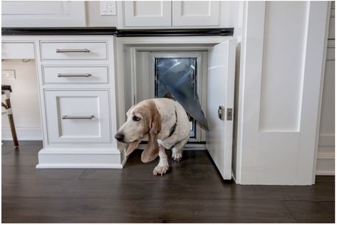 under the counter lockable dog door Dog Door Ideas, Diy Doggie Door, Best Dog Door, Doggy Door, Doggie Door, Dog Room Decor, Dog Doors, Hidden Cabinet, Pet Doors