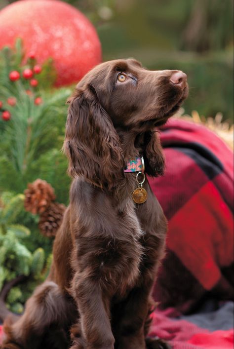 Christmas Dog Pictures, Working Springer Spaniel, Working Spaniel, Dog Spaniel, Dog Christmas Pictures, Field Spaniel, Working Cocker, Cute Dogs Images, Dog Selfie