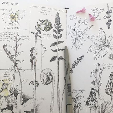 Moment Drawing, Time Pass, Time Passing, Nature Journal, My Garden, Botanical Illustration, Slow Down, Monday Motivation, Book Art